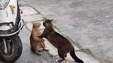 母猫生气和公猫吵架，公猫主打一个字哄