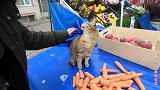 小贩收养一只流浪猫，它会帮忙看摊，就算生意惨淡也会坚守岗位