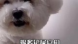 分享狗狗预防泪痕流泪的小妙招