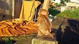 小猴子的生活真的好幸福，手里拿着那么多吃的，这是在干啥呢