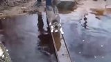猫咪过河不想弄脏猫爪，居然这样做，太机灵了