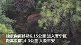 云南象群持续在易门县小范围迂回活动 独象已离群7天