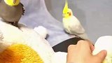 看似不在乎，眼睛却没离开过