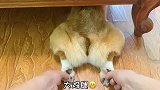 小瘦子柯基幸福的加餐时间到