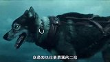 真实事件改编，感人至深，英勇忠诚保护主人的二哈《多哥》