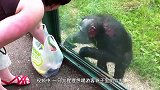 猩猩坐在地上喝酒，路人给它递了一包烟后，猩猩上演神操作