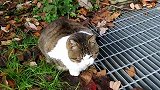 就你肥成这样还想冒充流浪猫，谁信啊