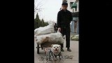 拾荒大爷救助被遗弃狗狗，狗狗心疼老人“拉驴车”，太暖心了！
