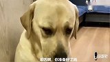主人让狗狗赛文摸仙人掌，老四不瞌睡了趁机使坏，太逗了