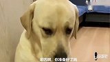 主人让狗狗赛文摸仙人掌，老四不瞌睡了趁机使坏，太逗了