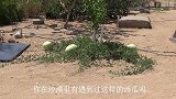 为啥在沙漠里看见西瓜，就算渴死也不能吃？吃了到底会怎样？