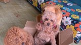 主人说家里的狗子太多，要把它们打包卖掉，狗子们的反应好搞笑！