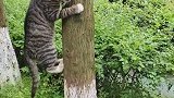 小猫咪为了躲避狗狗上树