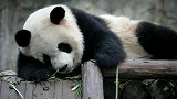 熊猫那么多，为什么这个胖子格外可爱？你说它们会不会有烦心事？