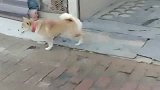 二哈界的扛把子，终于血耻前恨，打架一招锁喉