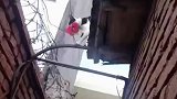 喂养的猫咪每天都会送花来