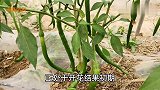 防治辣椒上的蚜虫，用这两种方法，杀虫干净又彻底