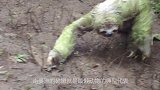 懒得最高境界身上长满植物，甚至懒到细胞连都无法癌变