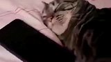 狸花猫被闹钟吵醒后，我醒了，醒了，了