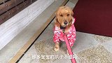 金毛下雨天拒绝外出，一门心思要回家，小狗太逗了