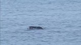 灰海豹捕食港湾鼠海豚