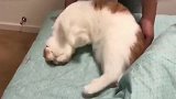 一只猫能无赖的什么程度，你根本想象不到，这是橘猫的天赋吗