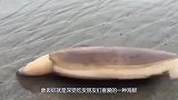 象拔蚌原来是这样挖出来的，难怪那么贵，真不愧是高级海鲜