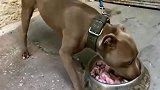 比特犬吃饭被主人打断，对着主人呲牙警告，这货真是六亲不认啊