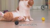 整蛊宠物一时爽，一直整蛊一直爽，瞧把这几只猫愣的