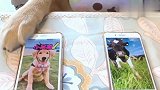 主人让狗狗学动物叫，它瞬间入戏学得“惟妙惟肖”，模样太逗了！