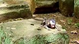 小猴子在地上打滚哭闹，被惹毛的猴妈一顿狂虐，真是活该