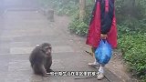 峨眉山的猴子最害怕的东西，拿出来一亮，立马躲一边