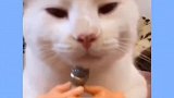 这是啥动物，老鼠还是猫