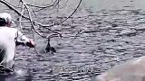 湖面突然水花四溅，男子靠近仔细一看，连忙跳了下去！