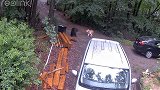三只熊崽在居民家门口溜达被狗赶到树上，熊妈妈出现将狗吓走