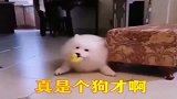 一在家就装死，一说出去玩就醒了