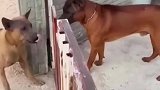 两狗子隔着护栏对骂，主人把护栏打开瞬间安静，你这样就没意思了