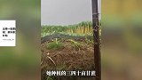 云南一地遭遇9级大风，甘蔗如浪潮般倒伏！种植户：甘蔗被连根拔起，损失很大