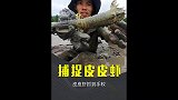 牛人在红树林滩涂赶海，不仅抓到滩涂鱼，还捕获大量皮皮虾