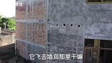 小伙逗两只八哥玩，不料被八哥咬伤