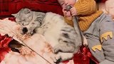 有了孩子真的不要养猫，比较伤猫
