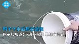 鸭子下水后疯狂逃跑，网友像极了下班的我！