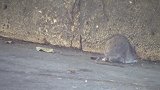男子抓到老鼠后逼迫其抽烟，连续抽了10根烟后，男子无语了