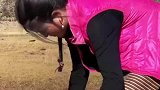 勤劳能干的藏族女子，高原红也有不一样的美