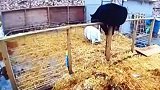 美国一对勇敢的猪，击退了一只爬进围栏的黑熊