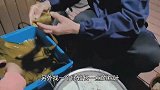 不用绳子包粽子