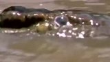动物世界：斑马过河鳄鱼水中偷袭，没想到最后便宜了狮子