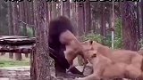 狮子被母狮们欺负了