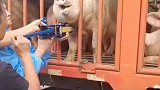 问猪能有几多愁，恰似猪头卡铁笼啊