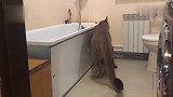 叼起抹布搓澡的大猫：我长大了，我会自己搓澡了
